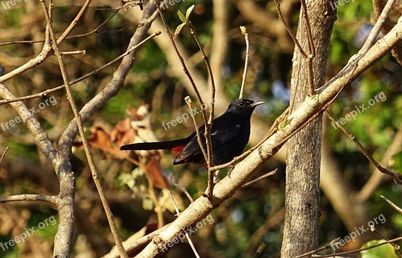 Bird Robin Indian Robin Male Copsychus Fulicatus