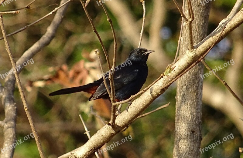 Bird Robin Indian Robin Male Copsychus Fulicatus