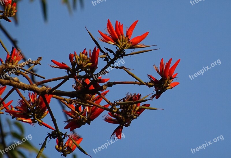 Flower Erythrina Indian Coral Treee Lenten Tree Tiger Claw