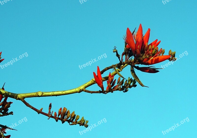 Flower Erythrina Indian Coral Treee Lenten Tree Tiger Claw