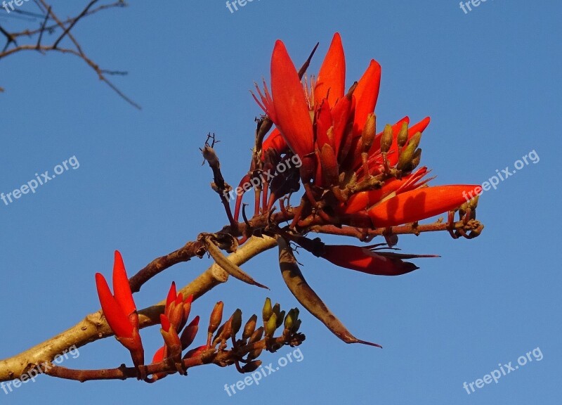 Flower Erythrina Indian Coral Treee Lenten Tree Tiger Claw