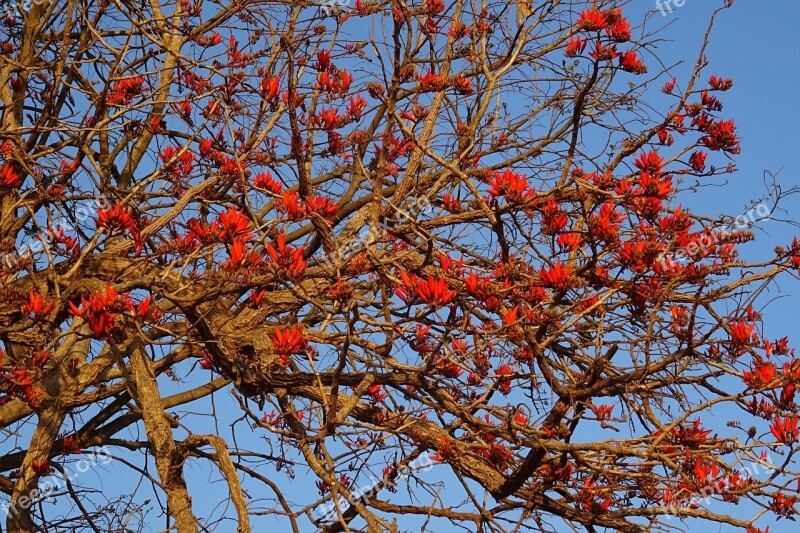 Flower Erythrina Indian Coral Treee Lenten Tree Tiger Claw