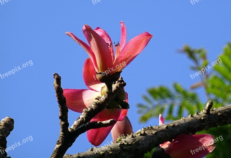 Flower Shimul Bombax Ceiba Cotton Tree Red Silk-cotton