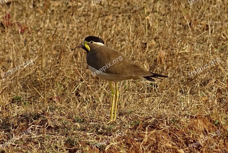 Bird Yellow-wattled Lapwing Vanellus Malabaricus Lapwing Wildlife