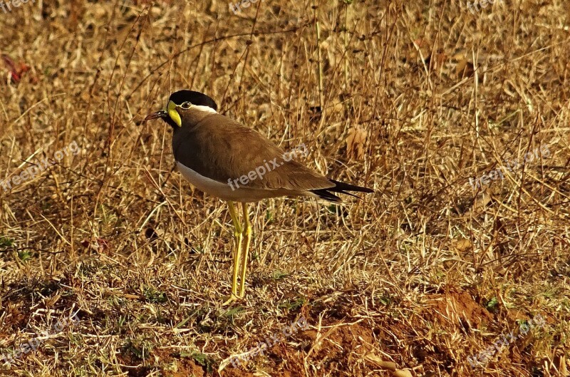 Bird Yellow-wattled Lapwing Vanellus Malabaricus Lapwing Wildlife