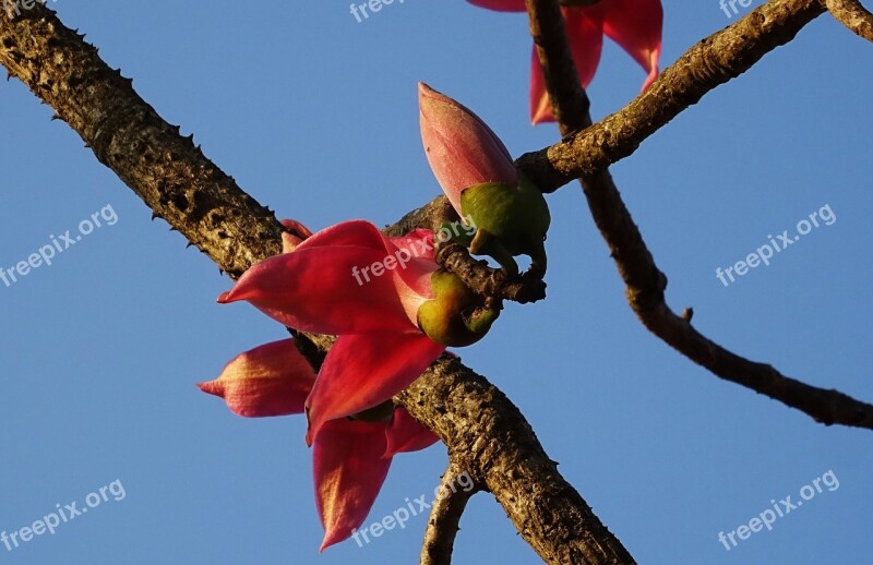 Flower Bud Shimul Bombax Ceiba Cotton Tree