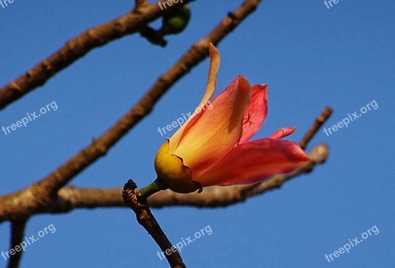 Flower Shimul Bombax Ceiba Cotton Tree Red Silk-cotton