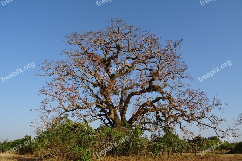 Tree Old Heritage Flower Shimul