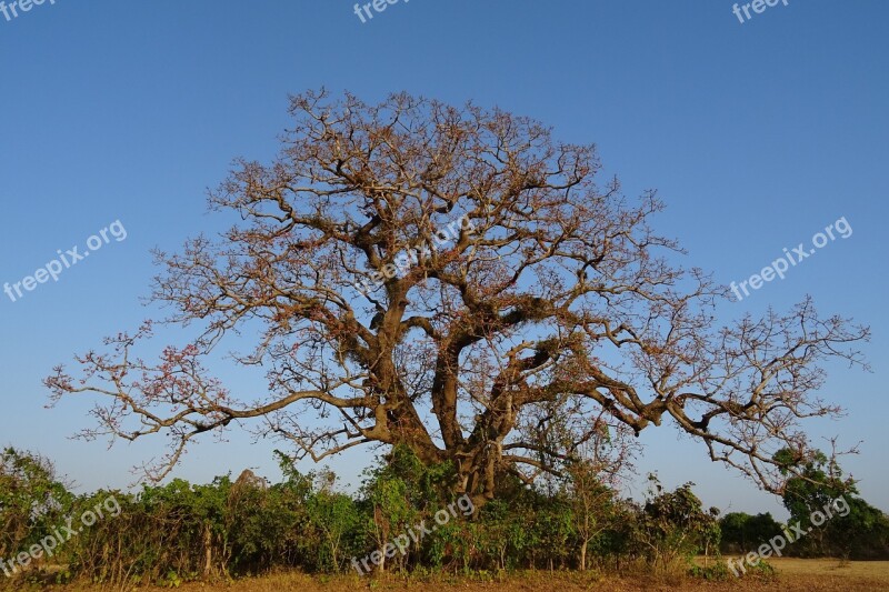 Tree Old Heritage Flower Shimul