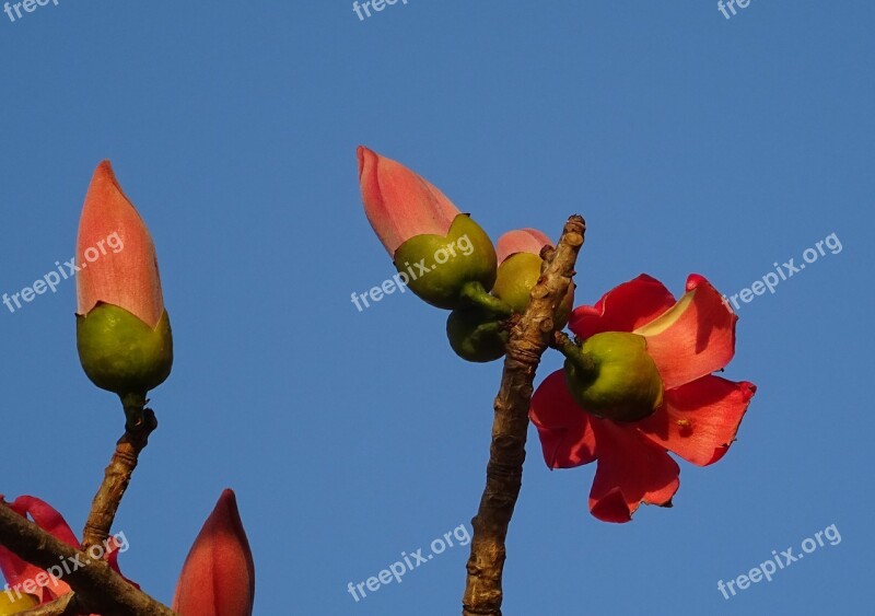 Flower Bud Shimul Bombax Ceiba Cotton Tree