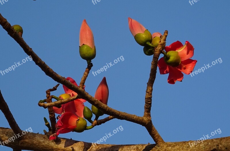 Flower Bud Shimul Bombax Ceiba Cotton Tree