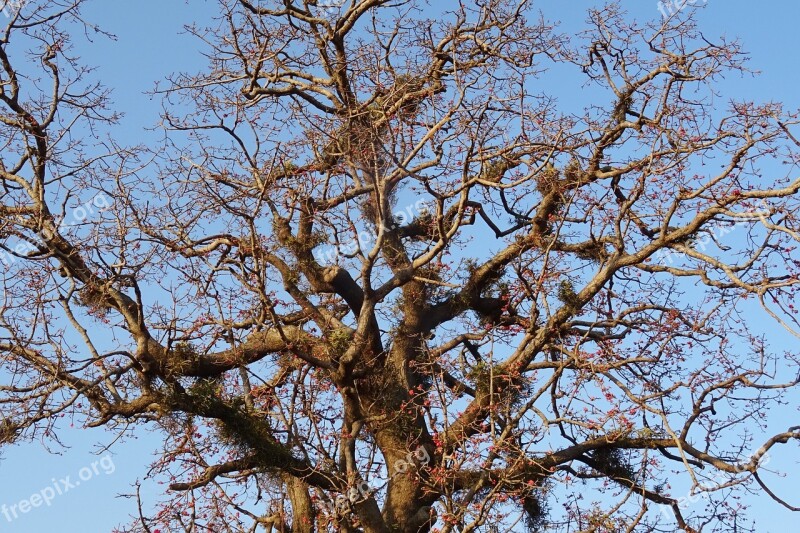 Tree Shimul Bombax Ceiba Cotton Tree Red Silk-cotton