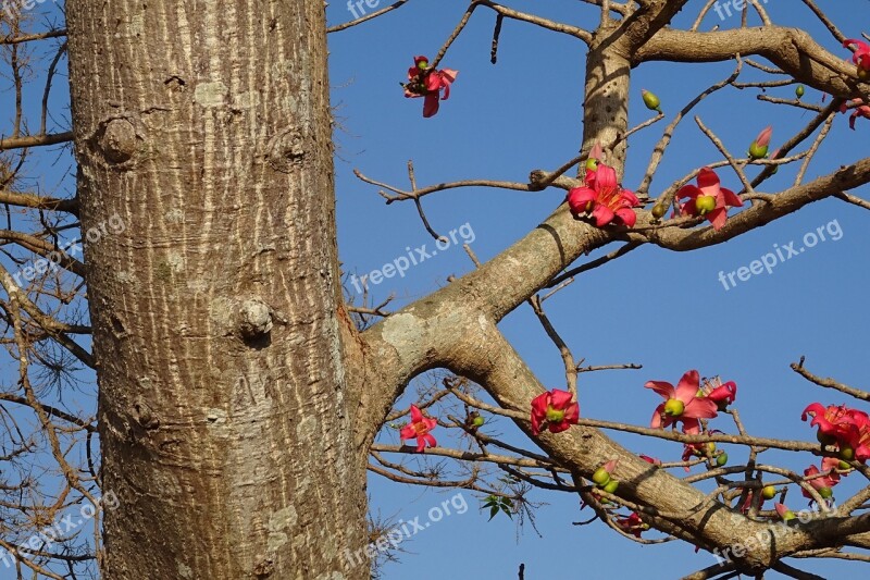 Tree Flower Shimul Bombax Ceiba Cotton Tree