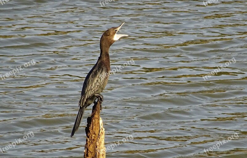 Bird Water Bird Little Cormorant Microcarbo Niger Nature