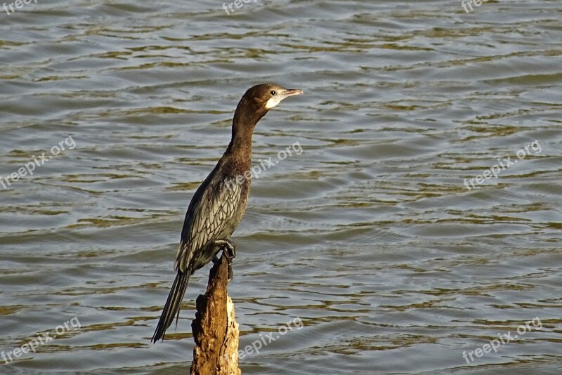 Bird Water Bird Little Cormorant Nature Wildlife