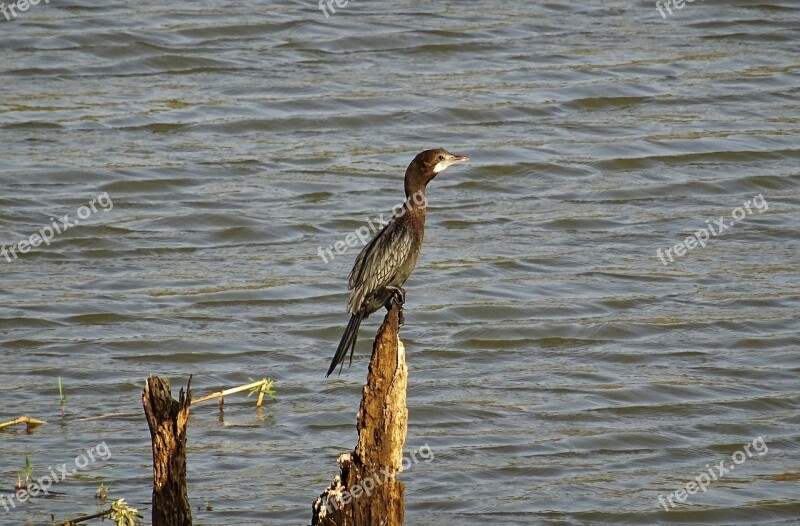 Bird Water Bird Little Cormorant Nature Wildlife