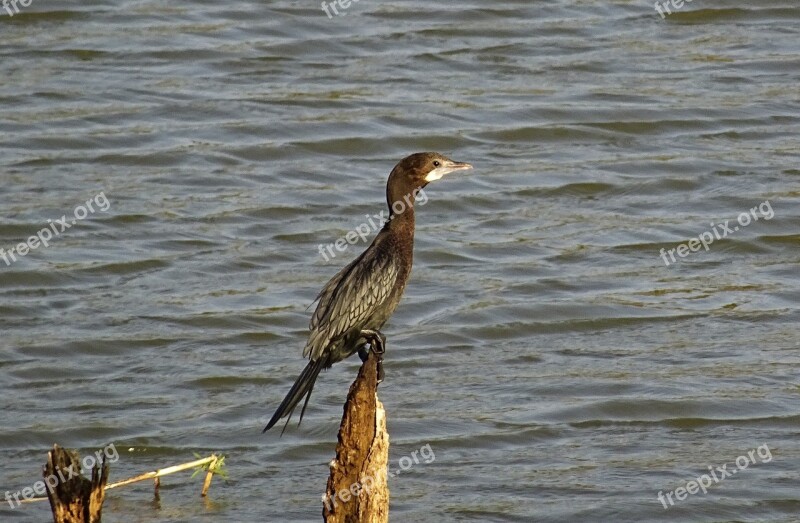 Bird Water Bird Little Cormorant Microcarbo Niger Nature