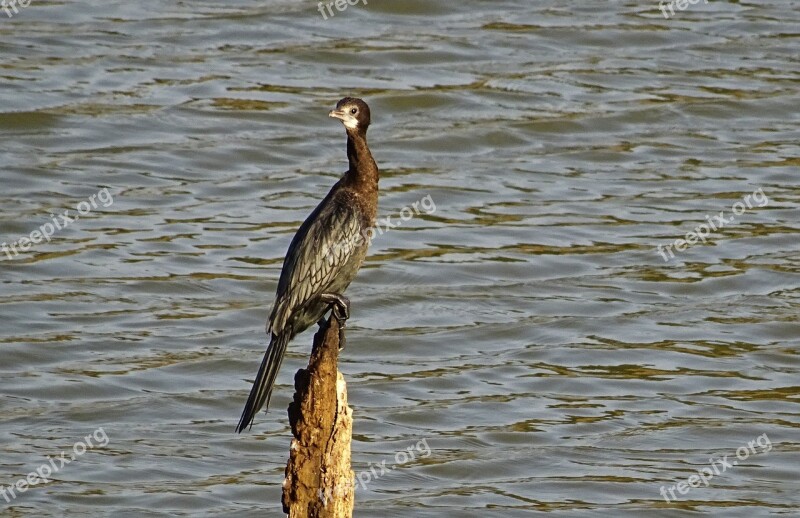 Bird Water Bird Little Cormorant Microcarbo Niger Nature