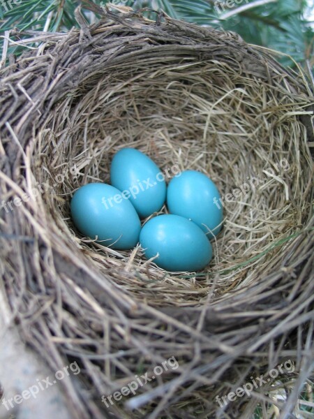 Eggs Bird Nest Spring Robin Blue