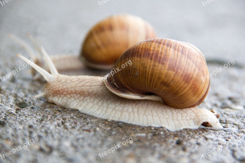 Snail Conch Slimy Free Photos