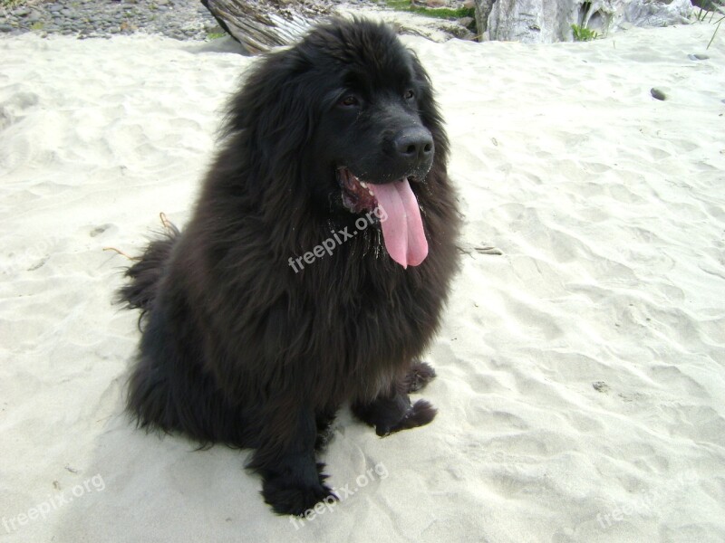 Newfoundland Snow Dog Black Newfy