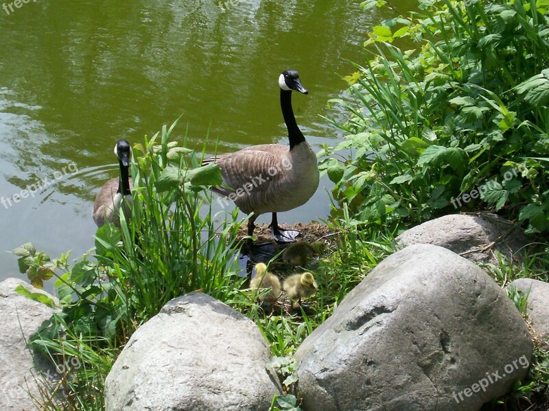 Canada Goose Goose Waterfowl Free Photos