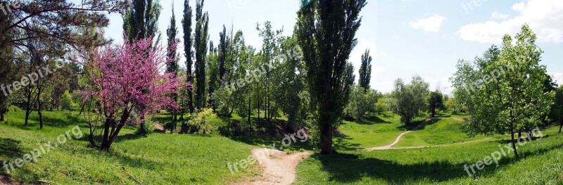 Nature Shades Of Green Spring Cherry Blossoms Free Photos