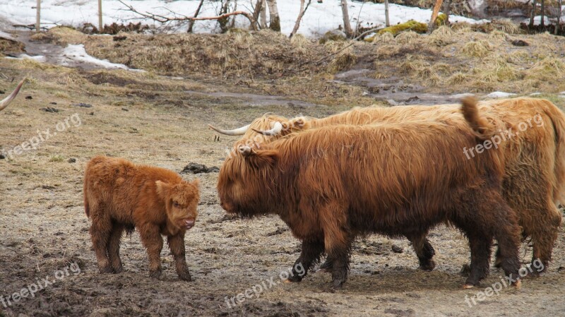 Scottish Høylansdfe Northern Norway Calm Animals Free Photos