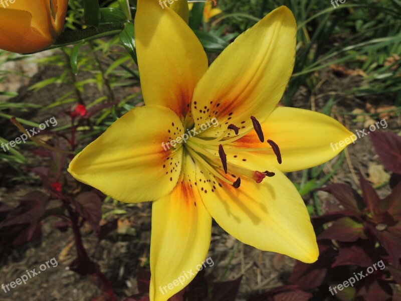 Lily Yellow Lily Flower Close Spring