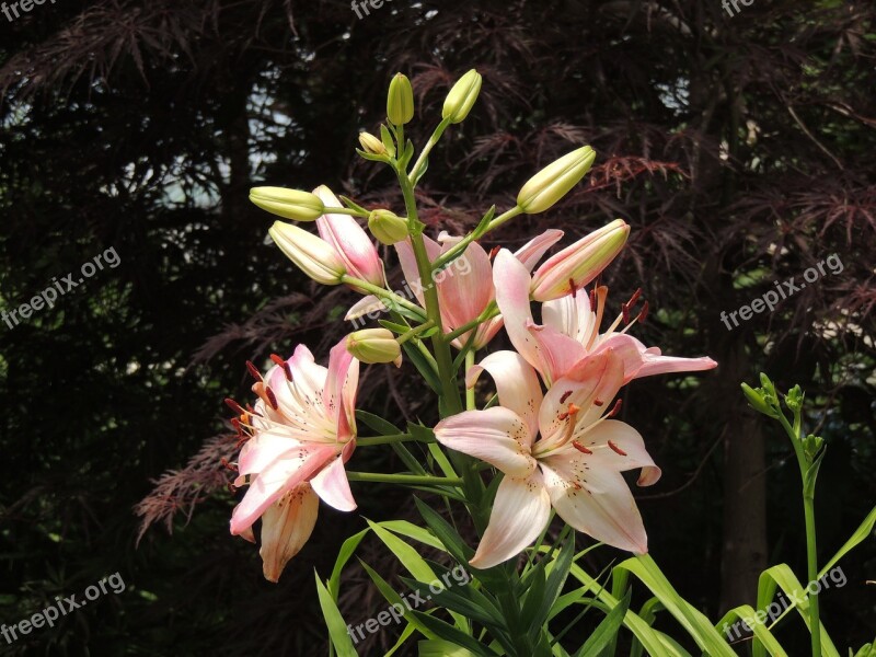 Lily Lilies Ramos Pink Lily Flowers