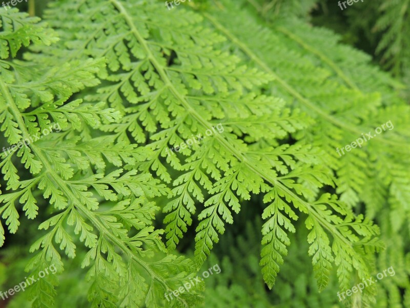 Leaf Foliage Nature Green Leaves Green