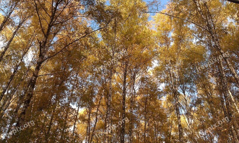 Autumn Forest Blue Sky Golden Autumn Tree