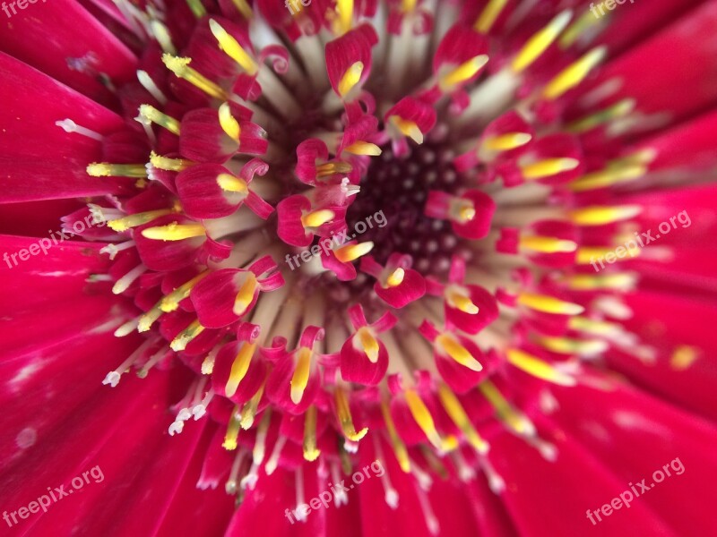 Flower Flowers Plants Flowery Nature