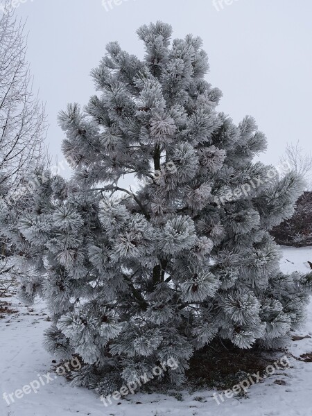 Winter Hoarfrost Wintry Tree Cold