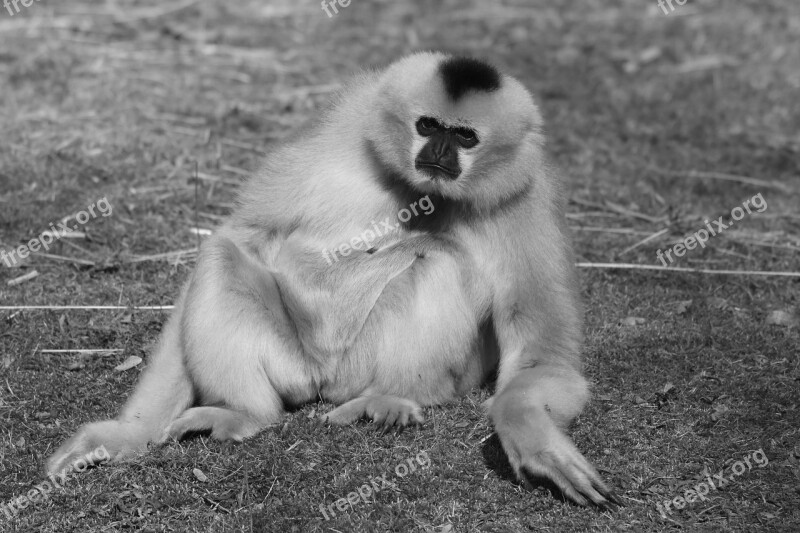 Monkey Animal Mammal Nature Gibbon