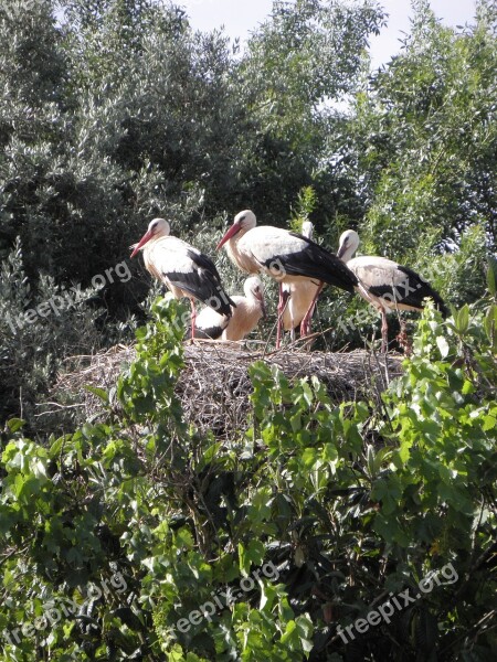 Storks Stork Ready Wood Cubs