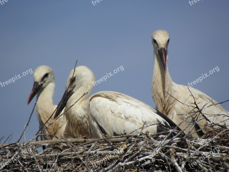 Stork Bird Ready Have Summer