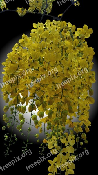 Yellow Ipê Flower Brazil Spring Nature