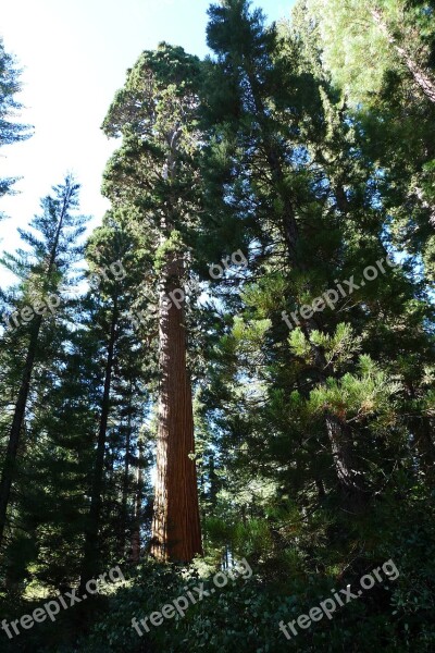 Redwood Tree Nature Forest Wood