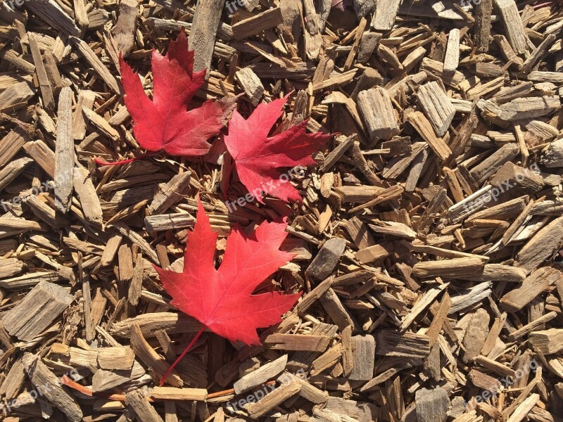 Maple Leaves Maple Leaf Toronto Ontario