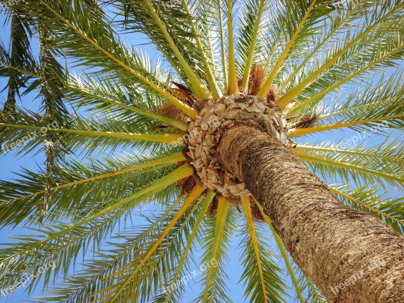 Palm Tree Holiday Tree Nature Summer