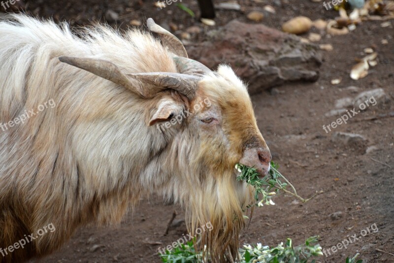 Goat Bock Billy Goat Horns Farm