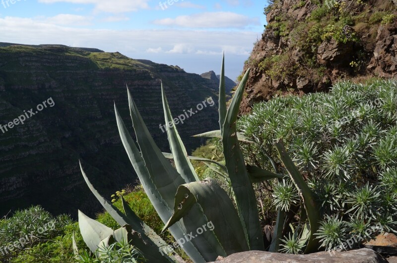 Mountains Algarve Aloevera Plant Nature