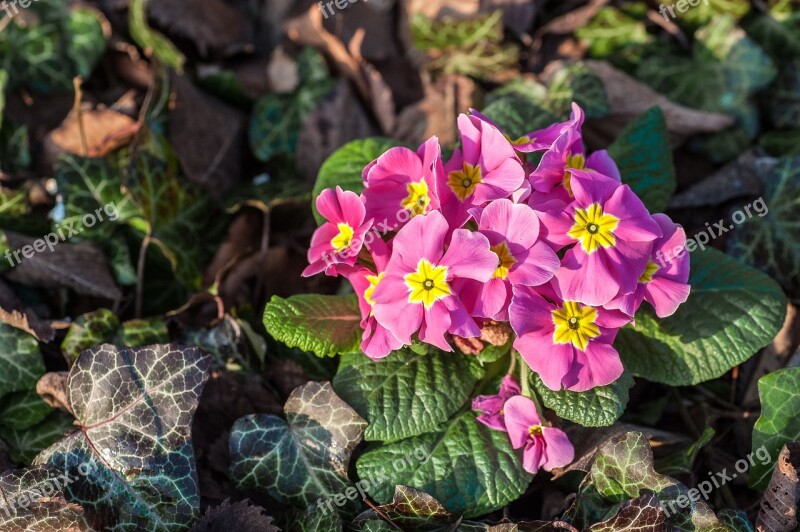 Early Bloomer Blossom Bloom Flower Priemel