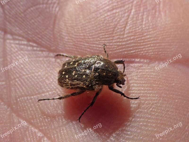 Oxythyrea Funesta Beetle Coleoptera Hand Hairy Beetle