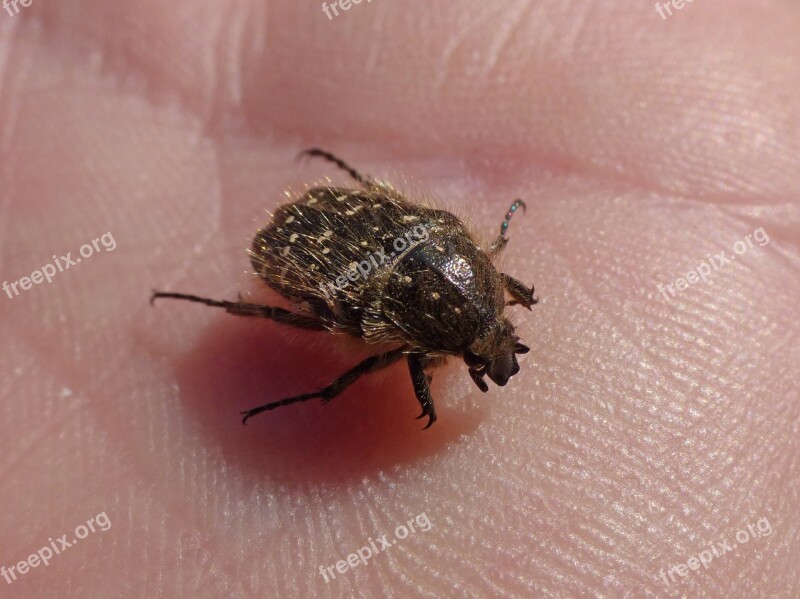 Oxythyrea Funesta Beetle Coleoptera Hand Hairy Beetle