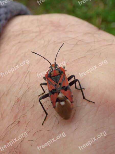 Insect Beetle Red And Black Bug Detail