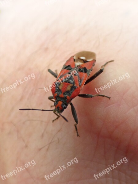 Insect Beetle Red And Black Bug Detail