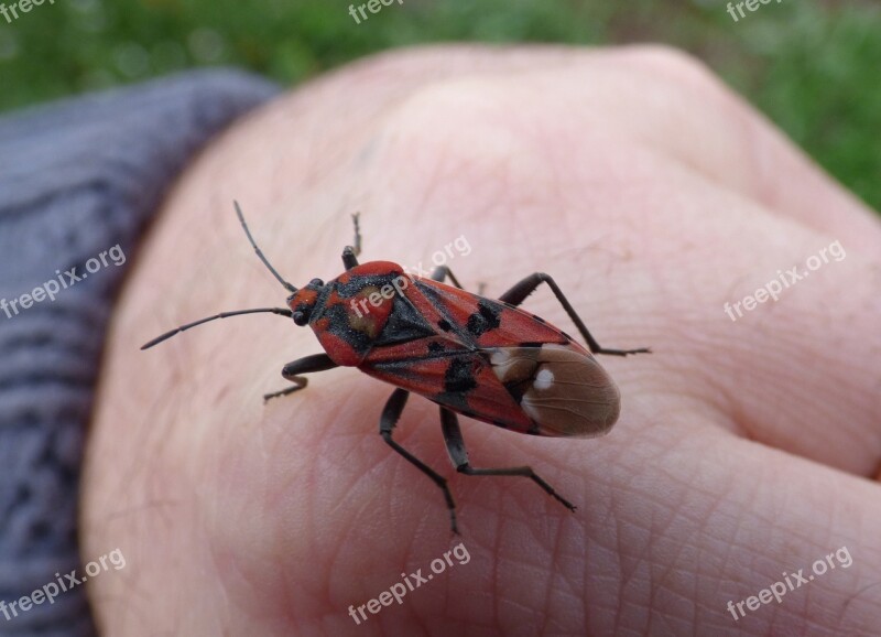 Insect Beetle Red And Black Bug Detail