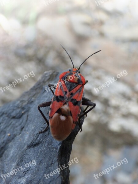 Insect Beetle Red And Black Bug Detail